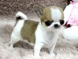 email : arwenbrades10[at]gmail[.com] adorabili cuccioli di micro chihuahua femminucce e maschietti dispon