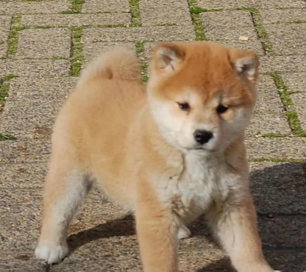 email : arwenbrades10[at]gmail[.com] cuccioli di shiba-inu sono tutti registrati kc e hanno il loro certi