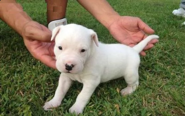 email : arwenbrades10[at]gmail[.com] cuccioli dogo argentino pedigree enci .con tutte le vaccinazioni e s