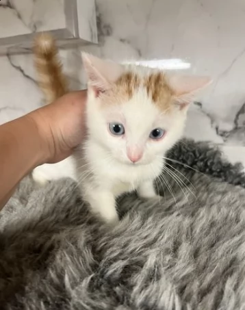 gattini munchkin di razza | Foto 1