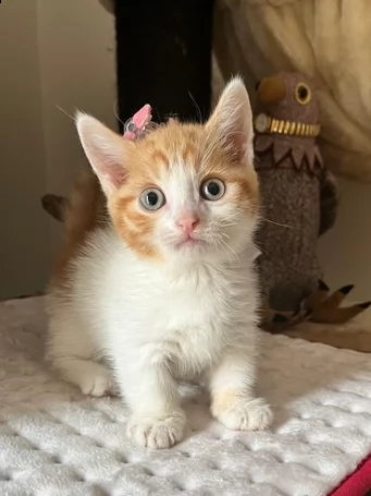 gattini munchkin di razza