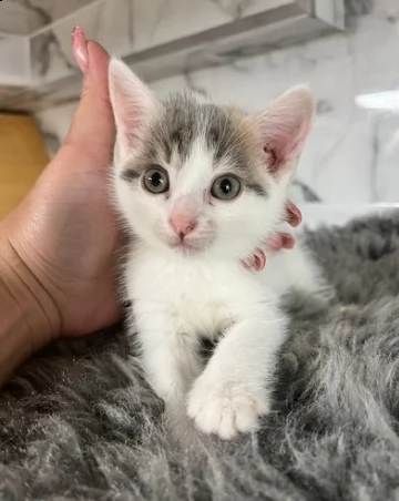 gattini munchkin di razza | Foto 0