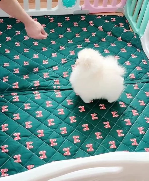 regalo  volpino pomerania mini toy )))