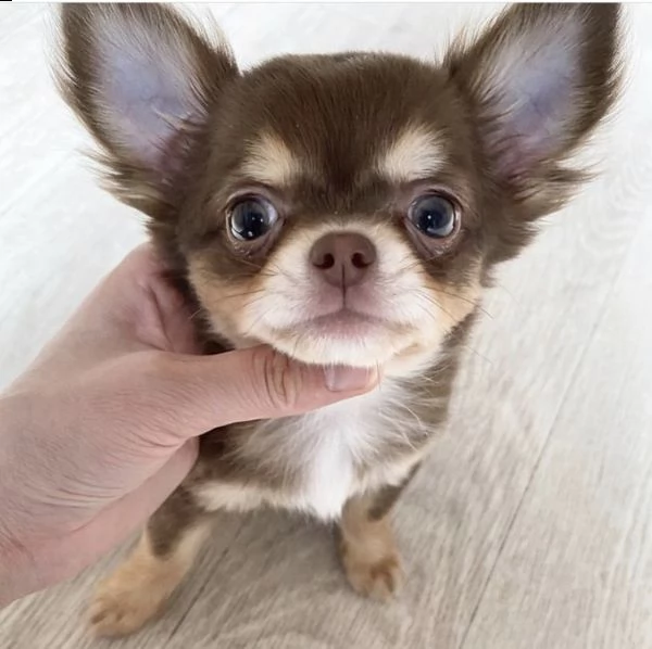 regalo chihuahua ¥¥ | Foto 0