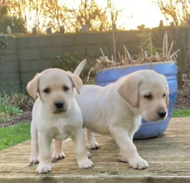regalo cuccioli di labrador | Foto 0