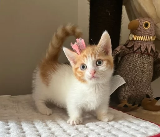 gattini ben addestrati del munchkin