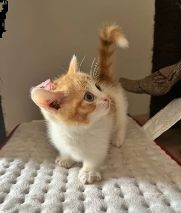 gattini ben addestrati del munchkin | Foto 0