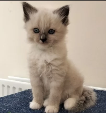 gattini siberiani ipoallergenici | Foto 1