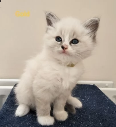 gattini siberiani ipoallergenici | Foto 0