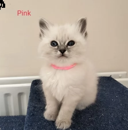 gattini siberiani ipoallergenici