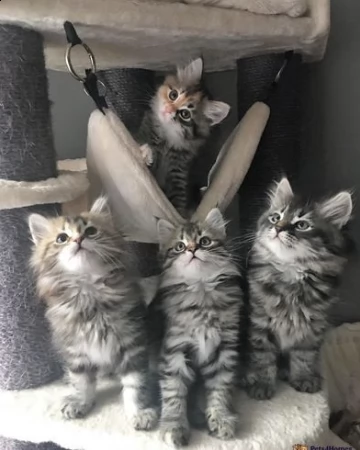 gattini siberiani di due mesi | Foto 2