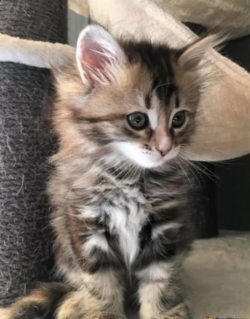 gattini siberiani di due mesi | Foto 1