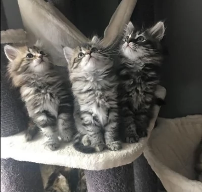 gattini siberiani di due mesi | Foto 0