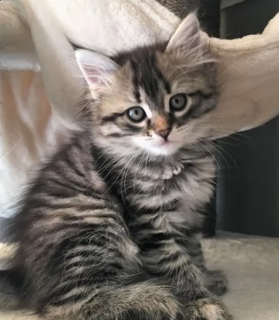 gattini siberiani di due mesi