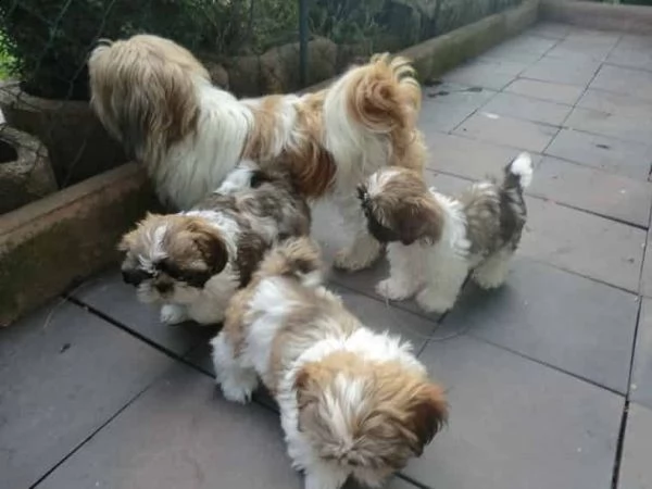 regalo cuccioli shih tzu.....