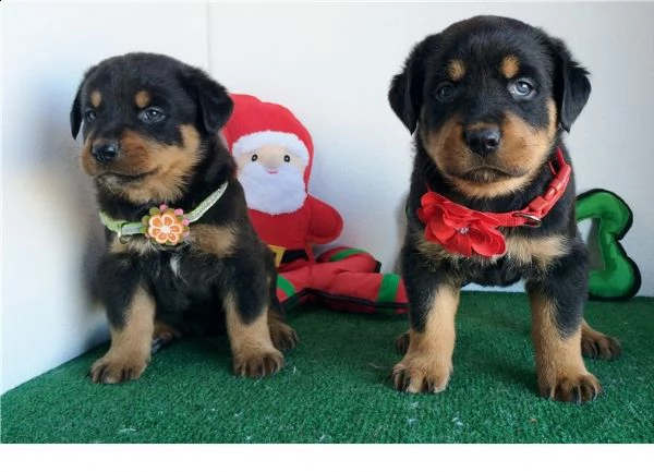 regalo cuccioli di rottweiler 1 femmine e un maschietto....