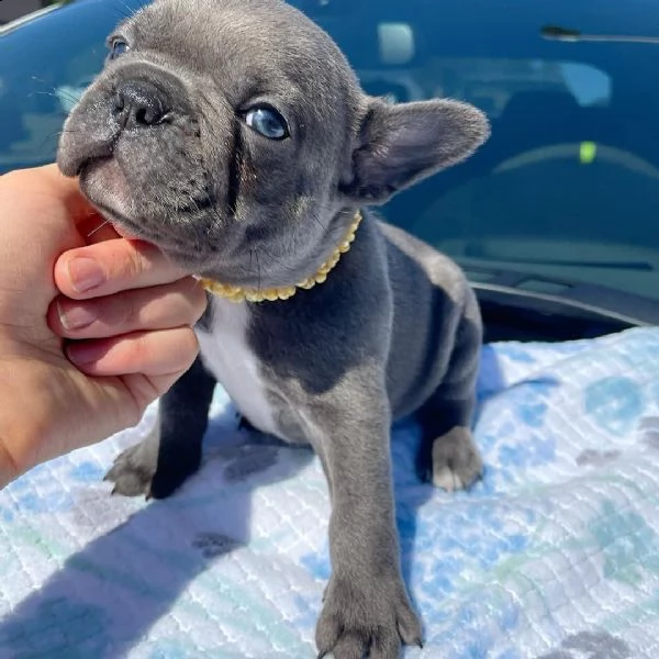 regalo bulldog inglese cuccioli con pedigree