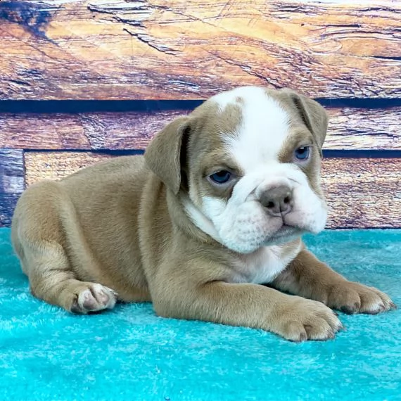  regarlo bulldog inglese cuccioli bellissima cucciolata cerca nuova famiglia, 4 maschi e 3 femmina, 