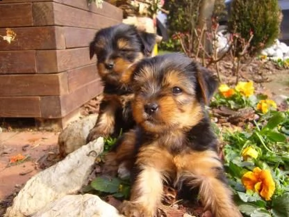 regalo  yorkshire toy cuccioli   yorkshire terrier, taglia piccola e toy, bellissimi cuccioli molto 