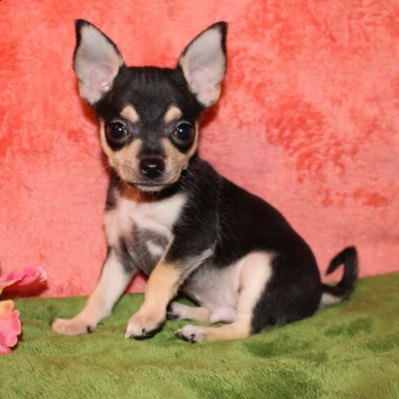 chihuahua cuccioli per l'adozione bellissima cucciolata cerca nuova famiglia, 4 maschi e 3 femmina, 