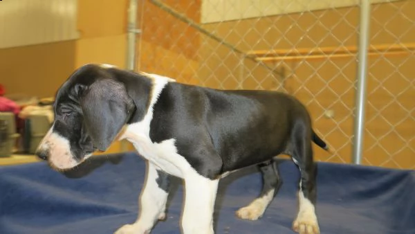 disponibili cuccioli alano | Foto 1