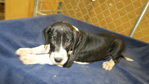 disponibili cuccioli alano | Foto 0