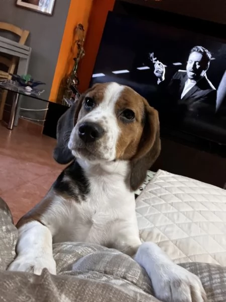 Beagle femmina