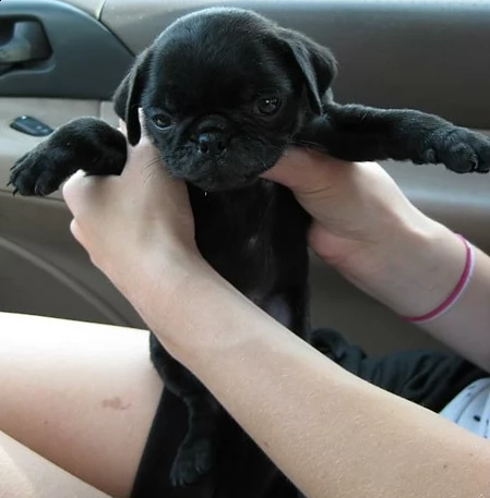 adorabili cuccioli di carlino