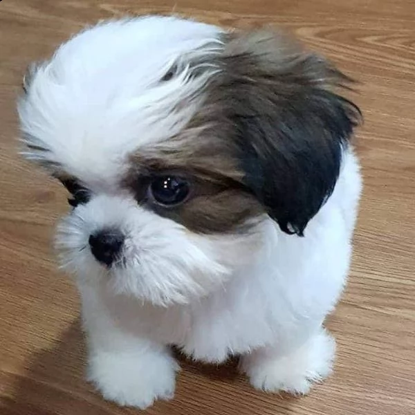 due cuccioli di shihtzu toy