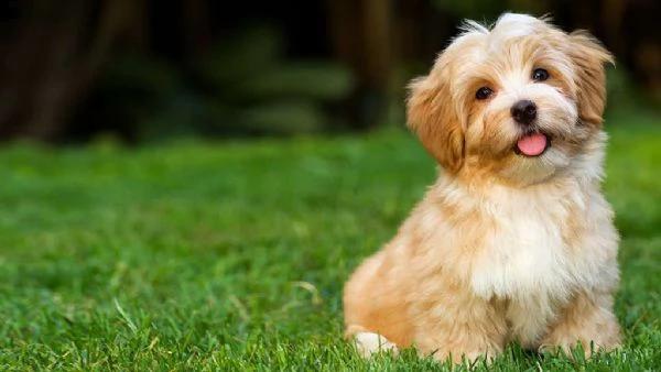 cuccioli di havanese