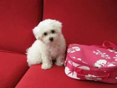 adorabili cuccioli di bichon frise
