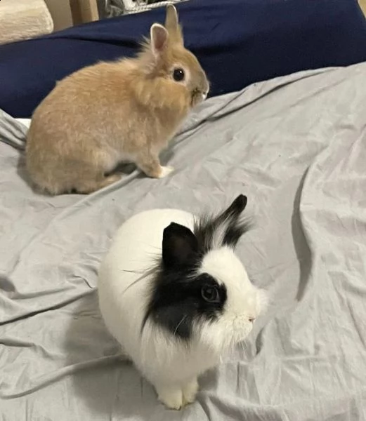 regalo coppia conigli nani testa di leone