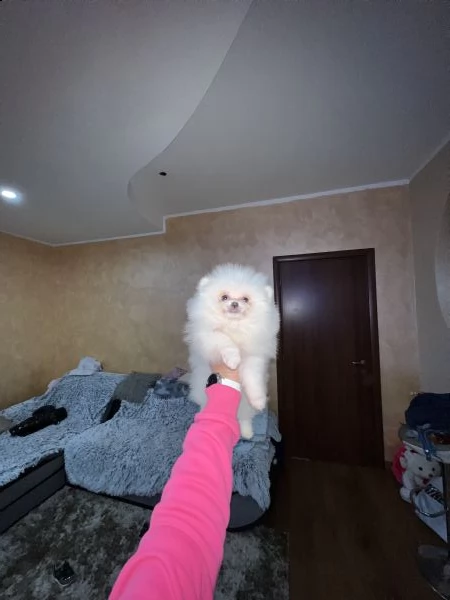 volpino della pomerania, spitz tedesco nano toy