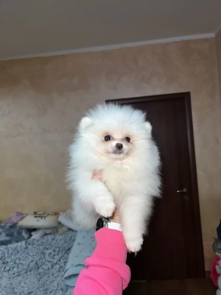 volpino della pomerania, spitz tedesco nano toy | Foto 0