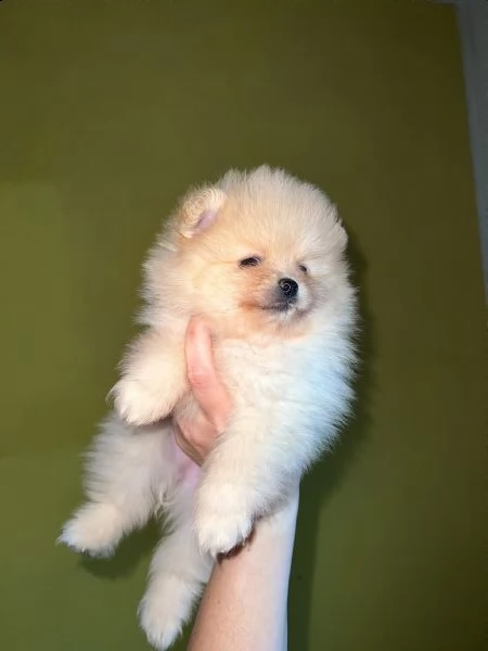 spitz tedesco nano detto volpino della pomerania toy