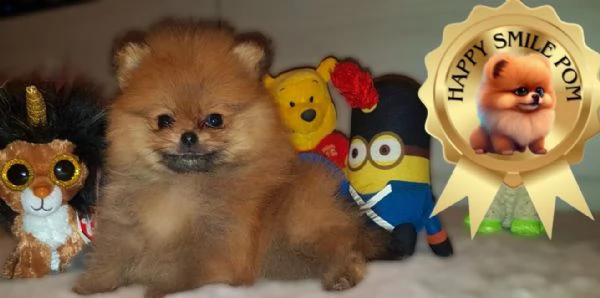 spitz tedesco nano volpino della pomerania toy