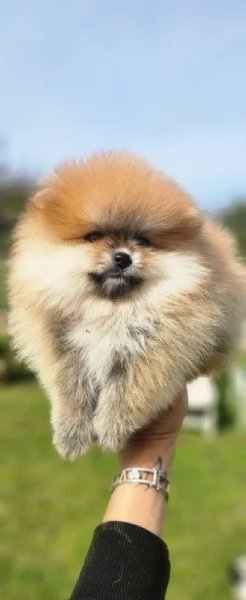 Volpino della pomerania , spitz tedesco nano | Foto 1