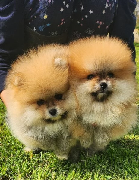 Volpino della pomerania , spitz tedesco nano