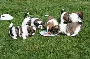 molto intelligente shih tzu