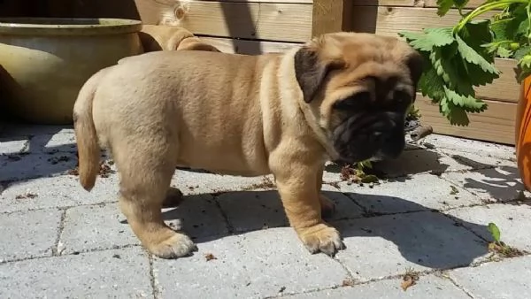  regalo abbiamo cuccioli di bullmastiff sono bullmastiff di dimensioni . sono registrati akc. sono m