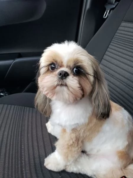  regalo bellissimi cuccioli allevati shih-tzu, colore bianco e nero. due e una feminuccia maschietti