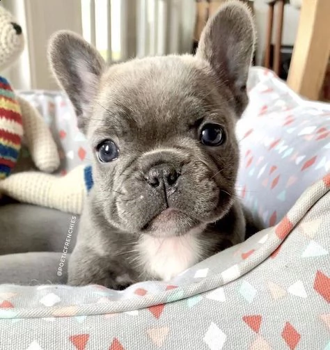  regalo cuccioli di cane a bulldog francese splendidi cuccioli di bulldog francese ad appassionati d