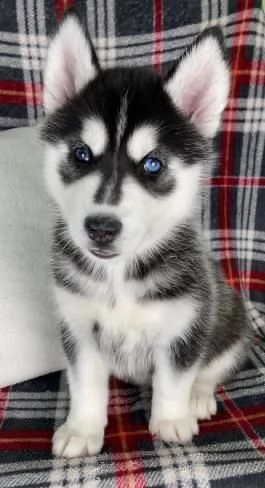  regalo cuccioli siberian husky maschio e femmina abbiamo disponibili cuccioli di siberian husky mas
