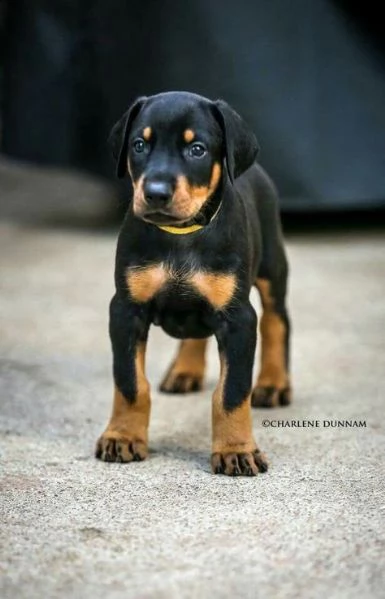  adorabili cuccioli dobermann femminucce e maschietti disponibili i cuccioli sono vaccinati svermina
