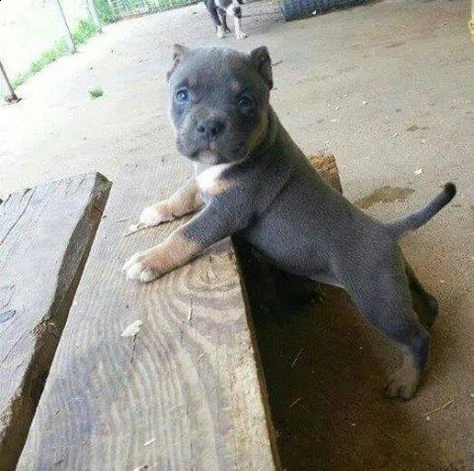  regalo cuccioli pitbull disponibili bellissimi cuccioli di pitbull, genitori visibili, i cuccioli s