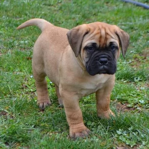  cuccioli di bullmastiff femminucce e maschietti disponibili . i cuccioli sono vaccinati sverminati 