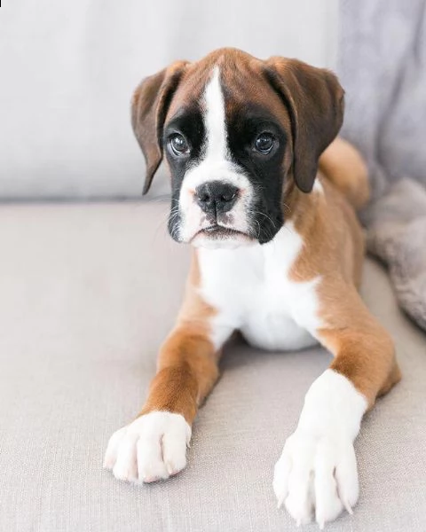  regalo cuccioli di boxer cuccioli di boxer rossi maschietti e femminucce . i cuccioli vengono cedut