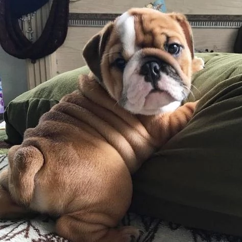  regalo bulldog inglese cuccioli disponibili cuccioli disponibili bulldog inglese cuccioli disponibi