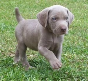  regalo cuccioli di weimaraner abbiamo disponibili cuccioli di weimaraner maschi e femmine. i cuccio