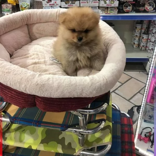  favoloso volpino pomerania 